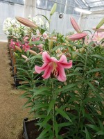 [4130 Pink App No01.JPG]